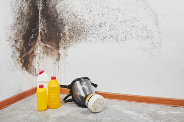 Best Attic Mold Removal  in Wendell, NC