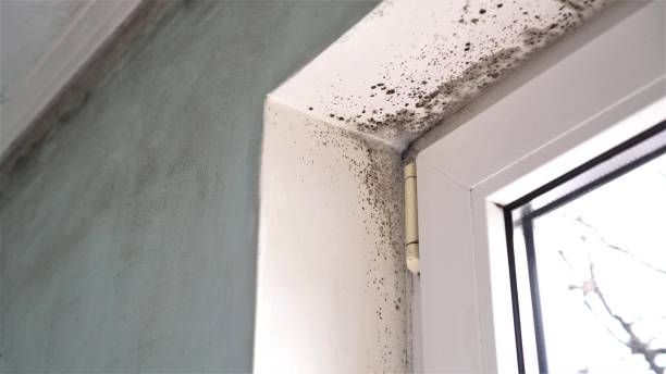 Best Mold Removal and Inspection  in Wendell, NC