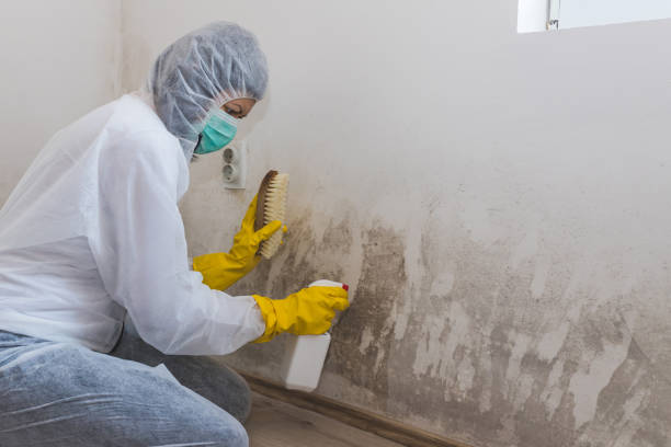 Best Mold Remediation  in Wendell, NC