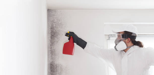 Best Mold Removal Near Me  in Wendell, NC