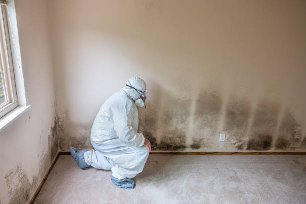 Best Toxic Mold Removal  in Wendell, NC