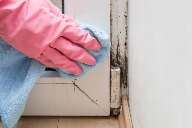 Best Home Mold Removal  in Wendell, NC