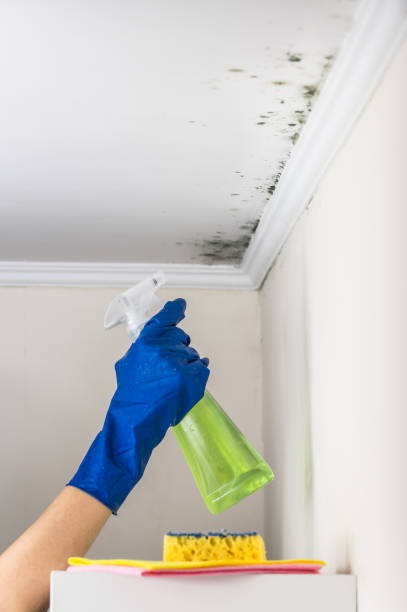 Best Home Mold Removal  in Wendell, NC