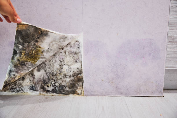 Home Mold Removal in Wendell, NC